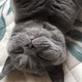 猫の『眠気』をさそう撫で方5つ