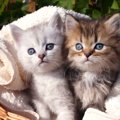 猫の目の色は何種類あるか知っていますか？