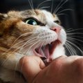 猫に『噛み癖』がついてしまう３つの原因と噛まれた時の対処法