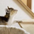 子猫が『初めてのキャットタワー』で見せた行動…好奇心旺盛な姿が癒や…