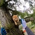 木に登って困り果てる猫たち…性格が表れる救助の様子とは？