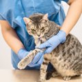高齢猫にとても多い「変形性関節症」とは？治療法と家庭で出来る対策…