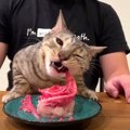 7歳の誕生日をお祝い！お手製の肉ケーキをむしゃむしゃ食べる猫さんにご注…