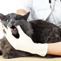 猫が悪性リンパ腫になる原因と症状や治療方法