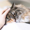 猫インフルエンザってどんな病気？症状や予防、治療法まで