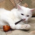 飼い主の喫煙が飼い猫に与える影響