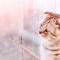 梅雨の時期の猫のトラブルとそれを乗り切る方法