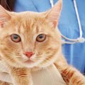 猫の『避妊・去勢手術』をすべき理由3つ！費用や術後のアフターケアま…
