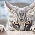 猫が野生に目覚める行動6つのパターン