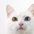ミステリアスで魅力的な猫の目を徹底解明！暗くても物が見えるのはな…