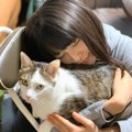 桜井日奈子さんも猫を飼ってた！名前や品種、画像などを紹介