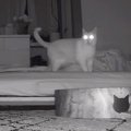 猫の夜中の行動を『隠し撮り』してみた結果…まさかの睡眠不足の原因に「可…