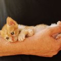 猫が抱っこを嫌うのはなぜ？６つの理由