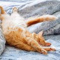 猫が熟睡できる５つのシチュエーション