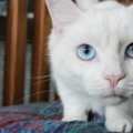 保護施設での運命的な出会い…それは亡くした愛猫と同じ名前の猫でした