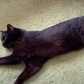 有名ロゴでしょうか？いいえ、横たわってる黒猫くんです。無防備な猫…
