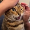 『イヤー！』猫ちゃんの苦手な耳掃除にチャレンジ