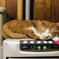 猫が『気圧・天気の変化』でみせる５つの行動と対策