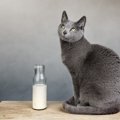 猫にミルクを与える時の方法と注意点とは