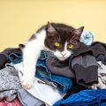 猫が『洗濯物に乗りたがる』理由3選　せっかく畳んだのに…やめてもら…
