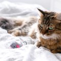 猫が『宝物を隠しがちな場所』ランキングTOP4