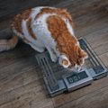 猫の肥満度がわかる『ボディ・コンディション・スコア（BCS）』とは？…