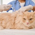 「猫アレルギー」の猫愛好家に朗報！スイスの研究者らがまったく新し…