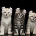 アメリカンカールの子猫をお迎えする方法や選び方、飼い方まで