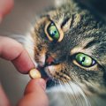 猫の腎不全の薬「セミントラ」の効用と注意点