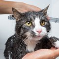 『シャンプーが苦手』な猫を上手に洗うコツ5つ！水を使わない方法もあ…