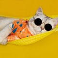 夏によく見る猫の『グータラなポーズ』5選！それぞれの意味も解説！
