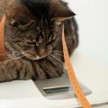 猫が肥満か分かる『BCS』とは？　5段階の評価基準と肥満だった場合の…