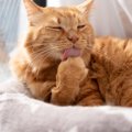 猫の『毛球症』ってどんな病気？6つの原因と知っておくべき予防法