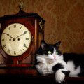 猫のデザイン時計10選！壁掛けや据え置きタイプのおすすめ商品