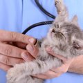 猫の不治の病『猫伝染性腹膜炎（FIP）』、症状や予防法を解説　かかっ…