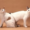 海外で人気を集める『日本猫』5選　世界中の猫愛好家を魅了する特徴や…