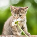 猫が『大嫌いな匂い』5選！しつけなどの活用方法とは？