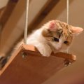 猫が物を落とす5つの理由と対策法