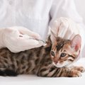 猫の命を危険にさらす5つのウイルス　知っておくべき症状と治療法