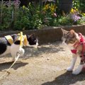 のんびり♪猫ちゃんと一緒にお庭の散策！