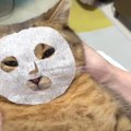 『手作り猫用パック♡』美意識高めの猫ちゃんにご注目！