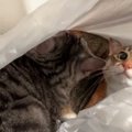 大きな袋を発見！仲良くINする猫さんたちにハプニング発生…？