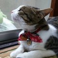 猫に首輪を付ける必要性とその際の注意点