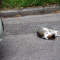 交通事故に遭った猫を発見したときに必ずするべき５つのこと