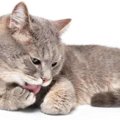 猫の『肉球』を執拗に舐める＆噛む行為は要注意！4つの原因と対処法