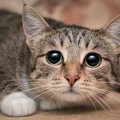 『臆病な猫』に起こりやすい４つのトラブル！負担を減らす対策とは？