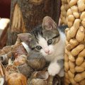猫が中毒になってしまう危険な食べ物３つ
