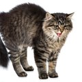 猫が『毛嫌いするもの』5選！ストレスに繋がる可能性がある宿敵とは？