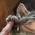 猫による『バルトネラ症』引っかきや噛みつきで感染するこの疾患の症…