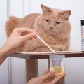 猫のおしっこチェック、見るべき6つのポイント　健康な猫の適正なおし…